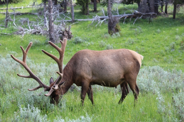 Beautiful elk near the road