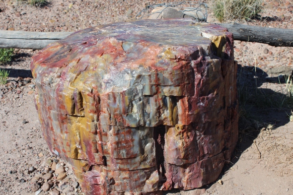 Day 4- Touring Petrified Forest National Park in AZ. . . gorgeous colors created by mineralization